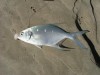 Caught near Lucky Bay